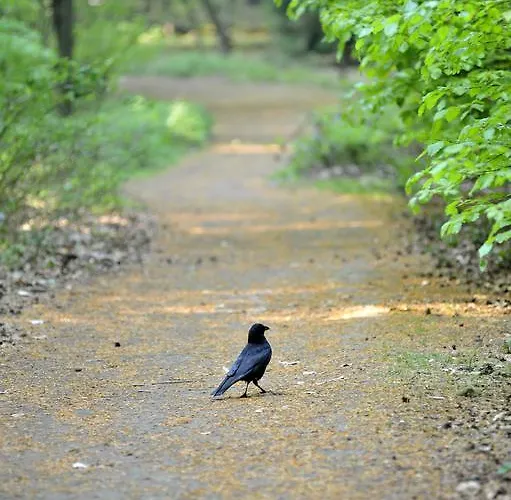 Parkhotel Mastbosch Hotell